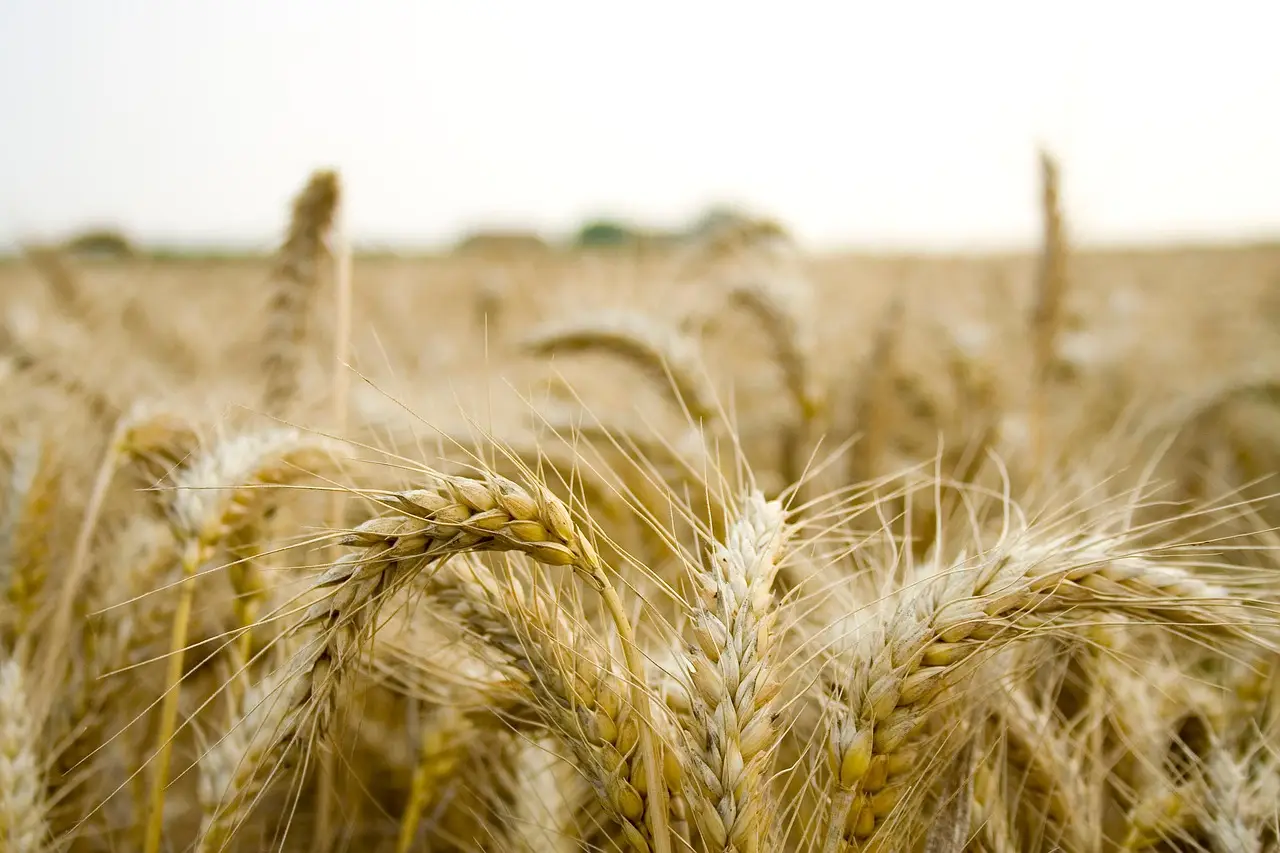 field, farm, grain, organic, paddy, natural, ripe, paddy, paddy, paddy, paddy, paddy